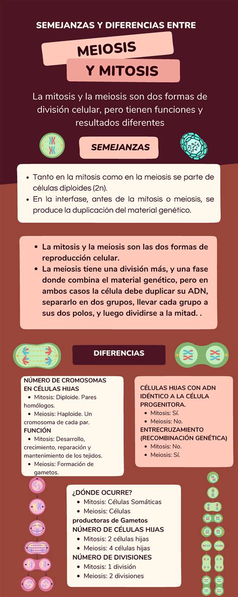 Semejanzas Y Diferencias Entre Mitosis Y Meiosis Meiosis Y Mitosis La