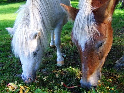 Free Images : grass, farm, meadow, pasture, grazing, stallion, mane ...