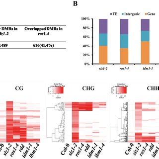 SIZ1 Mutation Causes Genome Wide DNA Hyper Methylation A Numbers Of