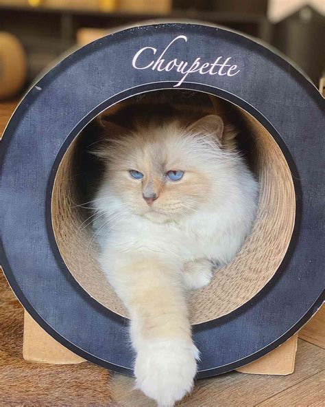 All About Karl Lagerfeld S Beloved Cat Choupette