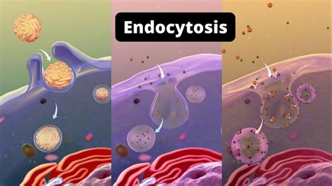 Endocytosis Definition Types And Steps