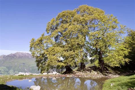 Gita Ai Tre Faggi Con Il Cai Valle Imagna Alla Scoperta Degli Alberi