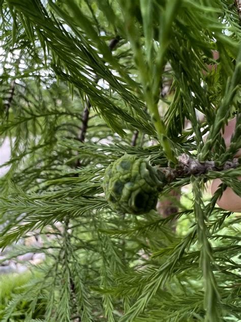 Bald Cypress Tree Leaf Identification