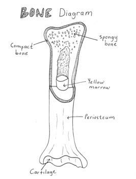 Compact Bone Diagram