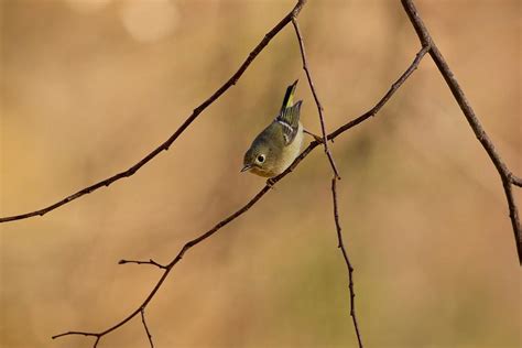 Female Ruby Crowned Kinglet Photograph By Rachel Morrison Fine Art America