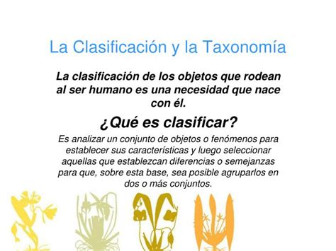 Ppt La Clasificaci N Y La Taxonom A Powerpoint Presentation Id