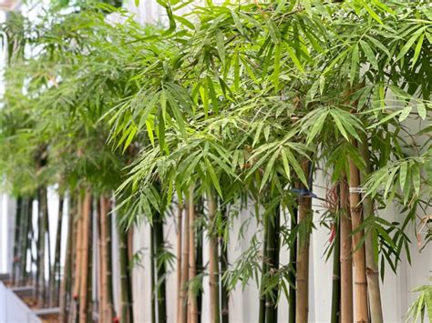 Lifting And Dividing Your Bamboo Plant Can Keep Growth In Check Here