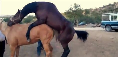 Brown Stallion Fucking A Horny Mare From Behind