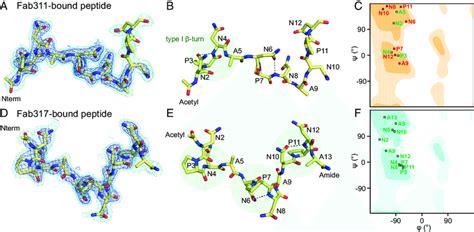 Structural Analysis Of Antibody Bound Peptides A And D Fo Fc