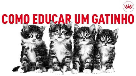 Como Educar Um Gatinho Conselhos Para Lhe Ensinar As Regras