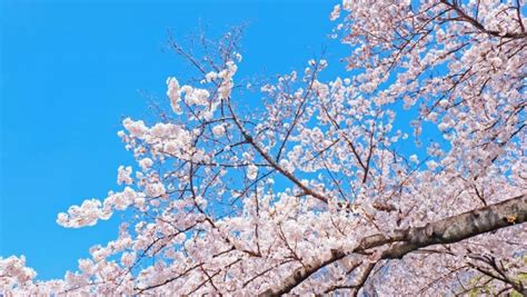 Tokyo Sakura Season Guide: Everything You Need to Know for Your Trip