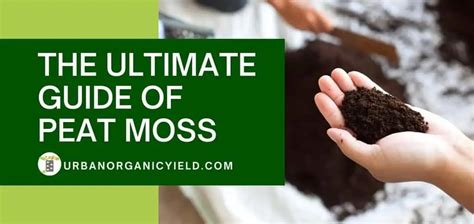 What Is Peat Moss And How To Use Sphagnum Moss In Your Garden