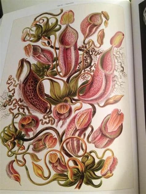 Ernst Haeckel Plant Forms In Nature Paperblog