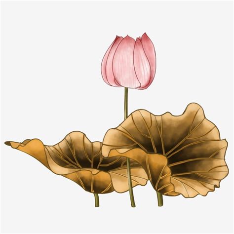 Blooming Lotus Png Image Blooming Pen And Lotus Illustration Pink