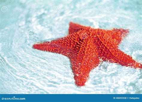 Beautiful Colorful Bright Red Starfish Stock Photo Image Of Clean