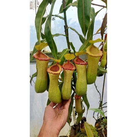 Jual Nepenthes Kantong Semar Mirabilis X Ventricosa Female Shopee