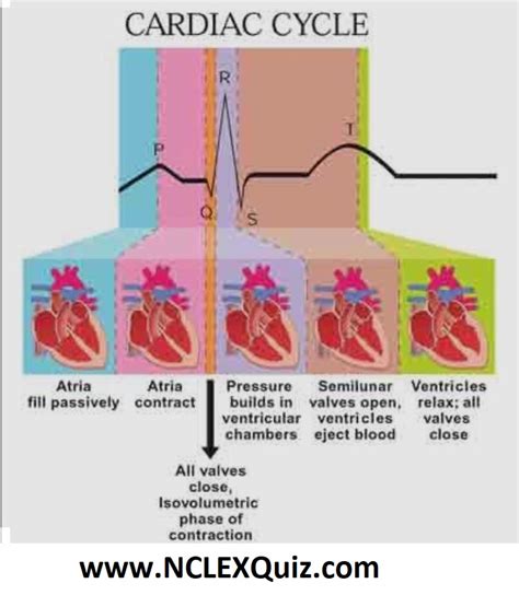 7 Phases Of Cardiac Cycle