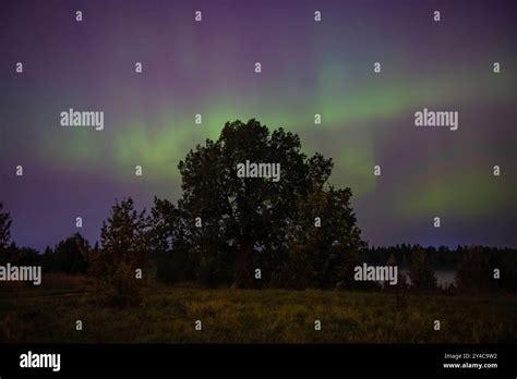 Northern Lights Aurora Borealis At The Petiolate Oak Irinovka Oak