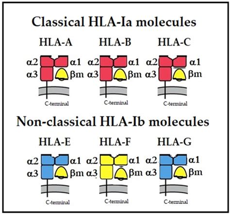 Biomolecules Free Full Text Cell Surface B2m Free Human Leukocyte