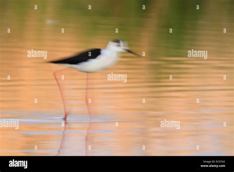 Black Winged Stilt Himantopus Himantopus Wading In Shallow Pool