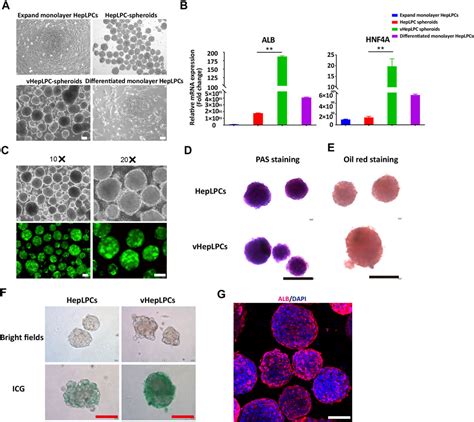 Frontiers Establishment Of Functional Liver Spheroids From Human