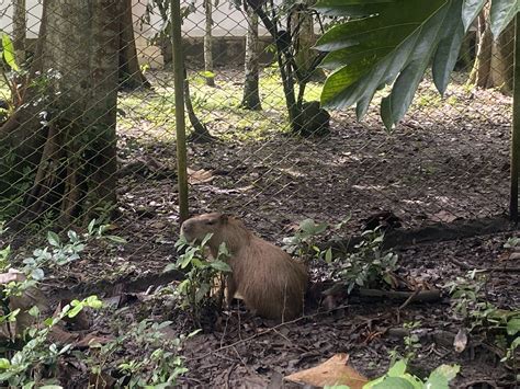 Iniciativa De Restauración De Bosques Tropicales Húmedos Bekaab