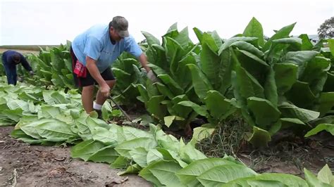 Tobacco Harvesting 1 Youtube