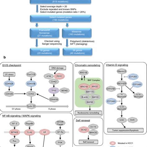 Whole Exome Sequencing Analysis Of Hcc1 And Hcc2 A Flowchart Of The Download Scientific