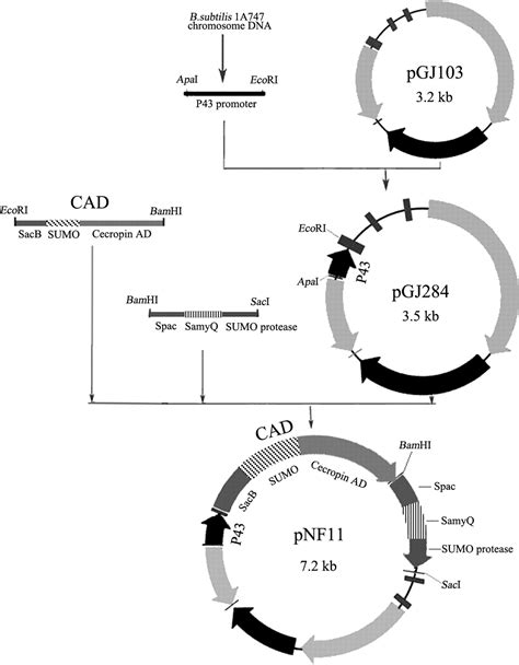 Novel Expression Vector For Secretion Of Cecropin AD In Bacillus