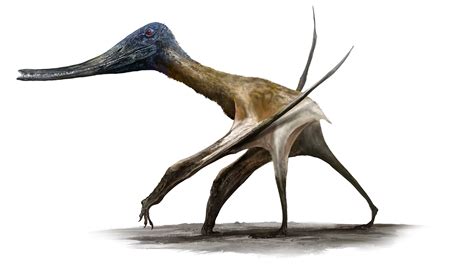 The First True Flying Vertebrates Walked Before They Could Soar