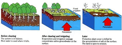 How Does Salinity Affect Density