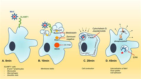 Model Of Endocytic MeV Entry Into SLAMF1 Positive Cells A MeV Binds