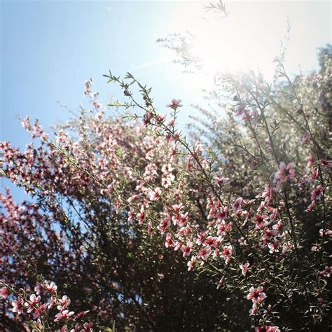 Manuka Flower Fact | Manuka tree, Plants, Soil