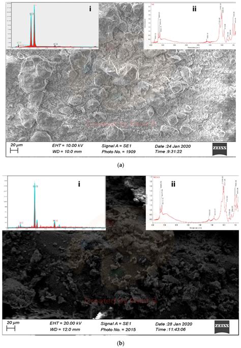 Scanning Electron Micrographs SEM With The Chemical Component