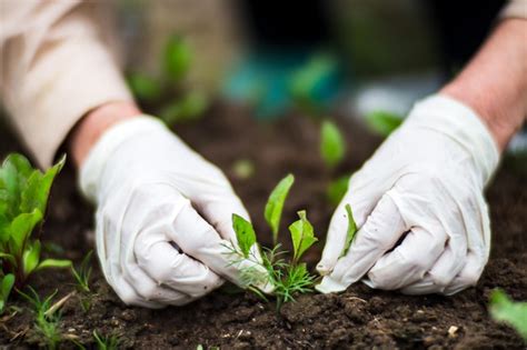 Premium Photo A Woman S Hand Removes Weeds Weed And Pest Control In