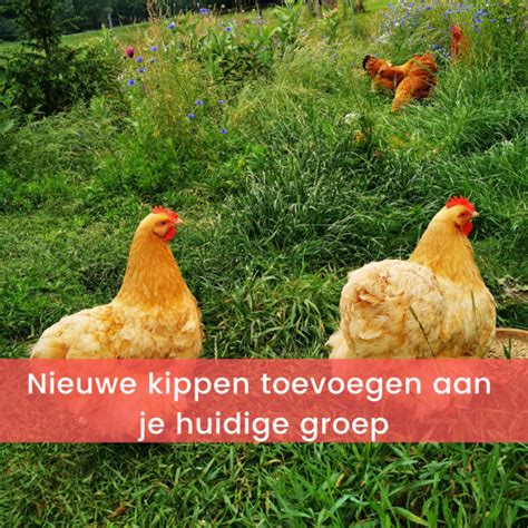 Nieuwe Kippen Toevoegen Aan Je Huidige Groep De Kippenclub