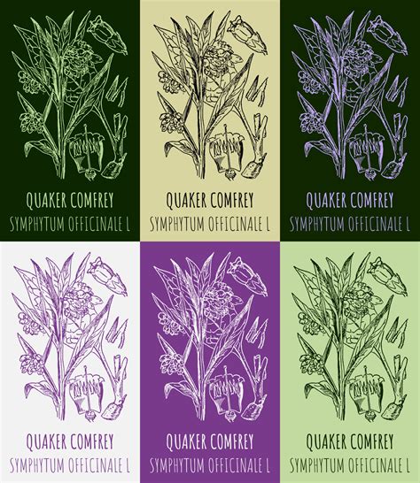 Set Of Vector Drawings Quaker Comfrey In Different Colors Hand Drawn