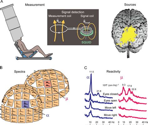 Human Cortical Oscillations A Neuromagnetic View Through The Skull