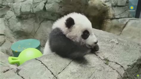 Baby Panda Playing With Ball