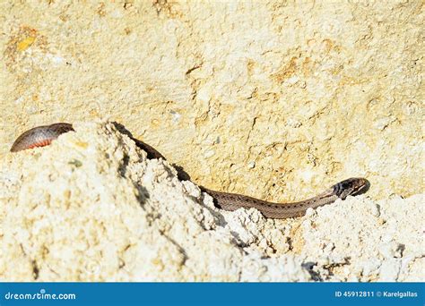 Vipera snake stock image. Image of european, young, berus - 45912811