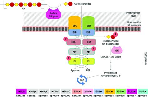 Scheme Of Ha Utilization By Streptococcus Pneumoniae R Extracellular