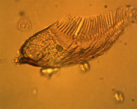 Freshwater Microorganism Images - Save the Water™