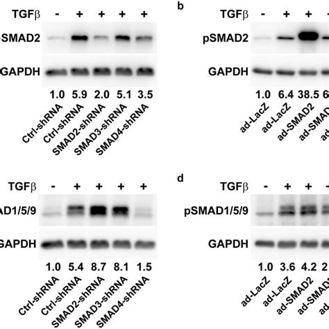 Pdf Smad3 And Smad4 Have A More Dominant Role Than Smad2 In Tgfβ