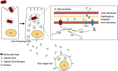 Typhoid Toxin Provides A Window Into Typhoid Fever And The Biology Of