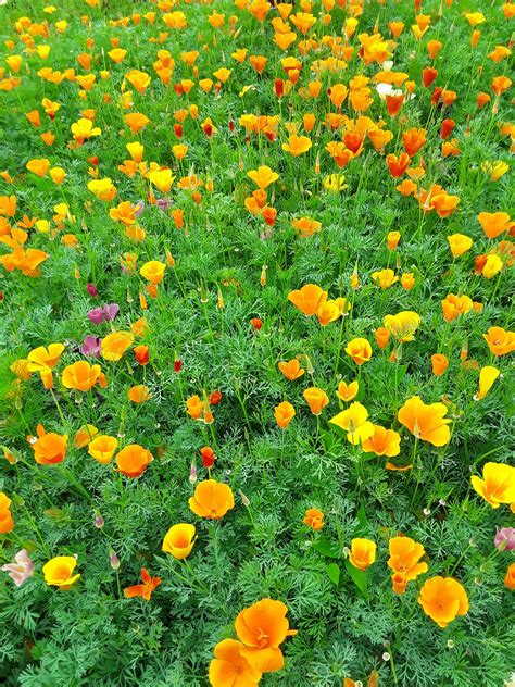 Biog Rtnerei Am Hirtenweg Eschscholzia Californica