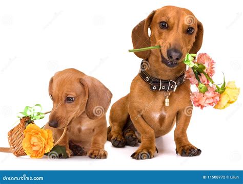 Dachshund Dog And Flowers Stock Photo Image Of Greeting 11508772