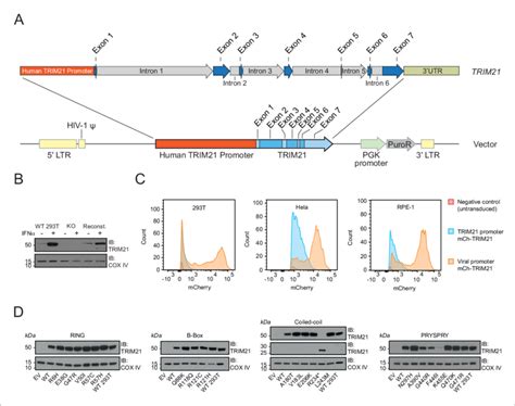 A Bespoke System For Ectopic Trim21 Expression At Endogenous Levels