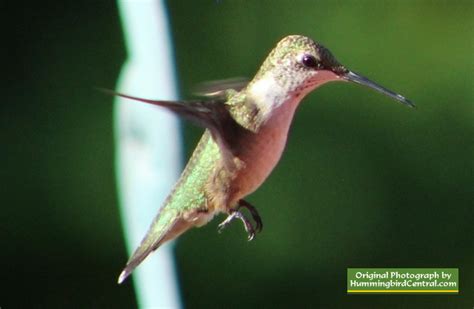 Ruby-Throated Hummingbird: Scientific name, size, range ...