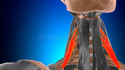 Scalenus Anterior Muscle Anatomy For Medical Concept 3d Illustration Stock Illustration