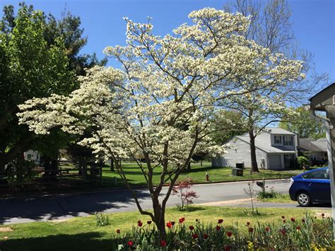 Flowering Dogwood | Large Tree Seedling – SequoiaTrees.com